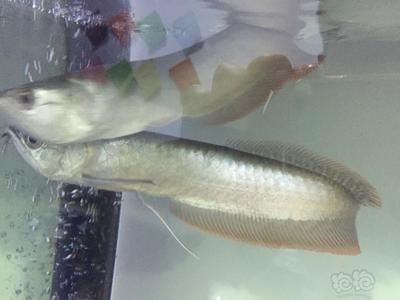 龍魚魚鰓長了一個洞（龍魚鰓蓋長洞可能由多種因素引起）