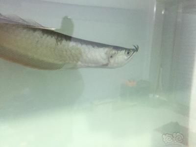 龍魚魚鰓長了一個洞（龍魚鰓蓋長洞可能由多種因素引起）