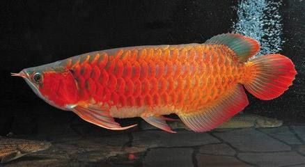 龍魚魚鰓長了一個洞（龍魚鰓蓋長洞可能由多種因素引起）