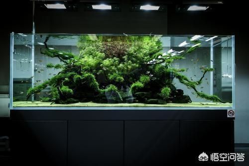 魚缸幾天換水好一點，夏季魚缸換水頻率冬季魚缸換水技巧