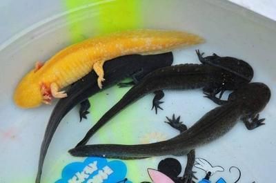 龍魚(yú)誤食了東西怎么辦：龍魚(yú)誤食了東西怎么辦，龍魚(yú)誤食了東西怎么處理