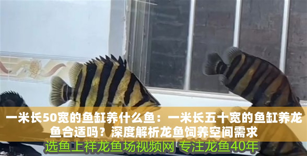 一米長50寬的魚缸養(yǎng)什么魚：一米長五十寬的魚缸養(yǎng)龍魚合適嗎？深度解析龍魚飼養(yǎng)空間需求