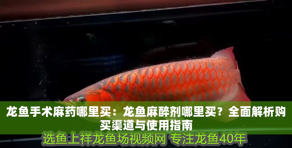 龍魚手術麻藥哪里買：龍魚麻醉劑哪里買？全面解析購買渠道與使用指南