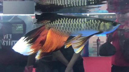 七彩配龍魚是變異：七彩配龍魚是一種擁有豐富多彩顏色的龍魚，七彩配龍魚是變異品種