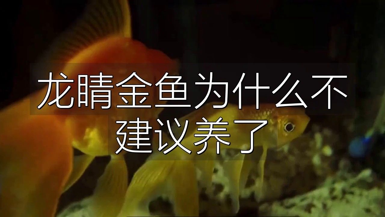 龍種金魚如何飼養(yǎng)？