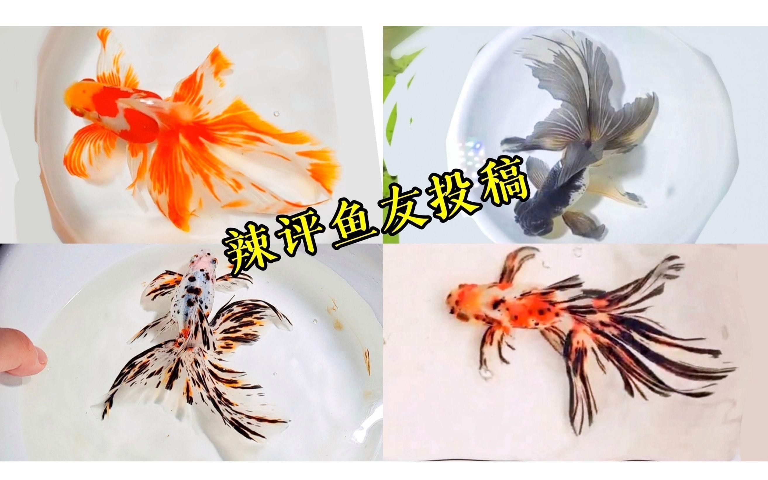 龍種金魚如何飼養(yǎng)？