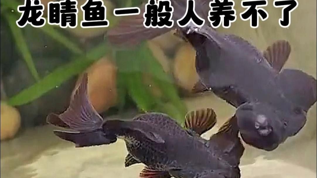 龍種金魚如何飼養(yǎng)？