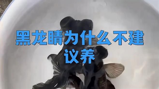 龍種金魚如何飼養(yǎng)？