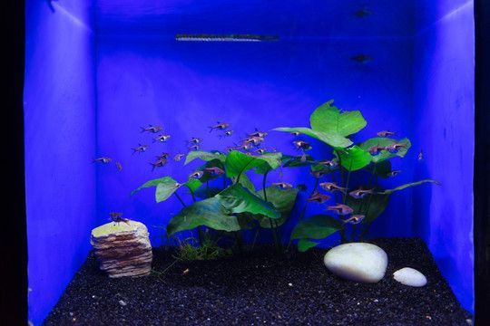 龍魚(yú)魚(yú)缸背景圖怎么選顏色：龍魚(yú)背景圖怎么選顏色