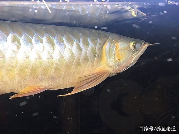 龍魚蒙眼癥如何早期發現？