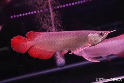 紅龍魚小時候什么樣的（紅龍魚在幼年時期其外觀特征與成年魚有所不同）