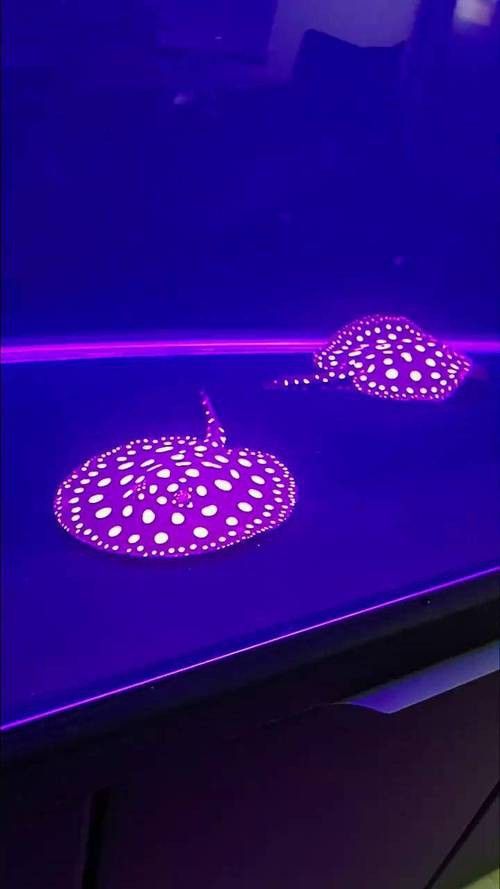 紅龍魚和虎魚混養好嗎圖片