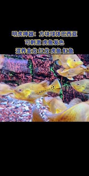 紅龍魚和虎魚混養好嗎圖片