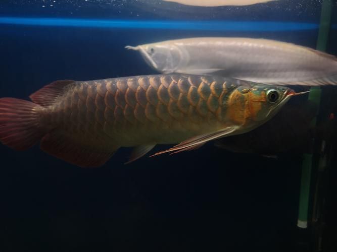紅龍魚和虎魚混養好嗎圖片