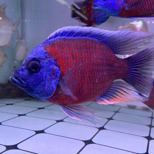 紅龍魚和虎魚混養好嗎圖片