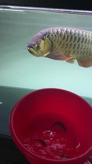 紅龍魚和虎魚混養好嗎圖片