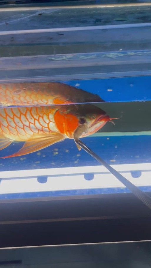 紅龍魚和虎魚混養好嗎圖片