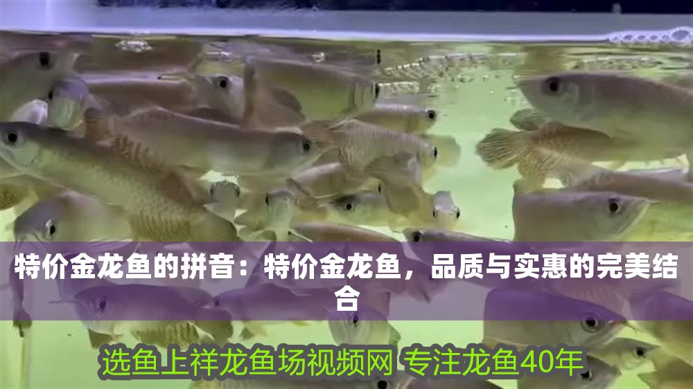 特價(jià)金龍魚(yú)的拼音：特價(jià)金龍魚(yú)，品質(zhì)與實(shí)惠的完美結(jié)合