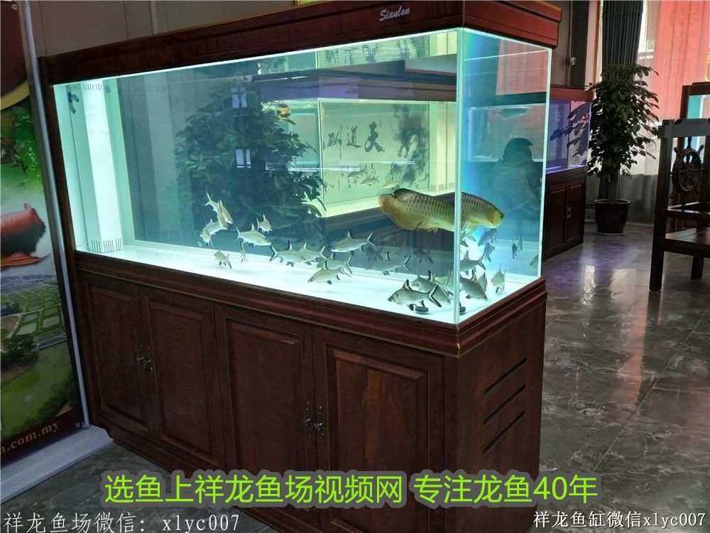 特價(jià)金龍魚(yú)的拼音：特價(jià)金龍魚(yú)，品質(zhì)與實(shí)惠的完美結(jié)合