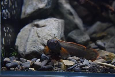 血斑一型雷龍魚怎樣養長得快