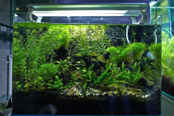 60的魚缸怎么造景好看，60cm魚缸沉木造景圖鑒 60的魚缸怎么造景好看，60cm魚缸沉木造景圖鑒 龍魚百科 第4張