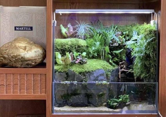 60的魚缸怎么造景好看，60cm魚缸沉木造景圖鑒 60的魚缸怎么造景好看，60cm魚缸沉木造景圖鑒 龍魚百科 第5張