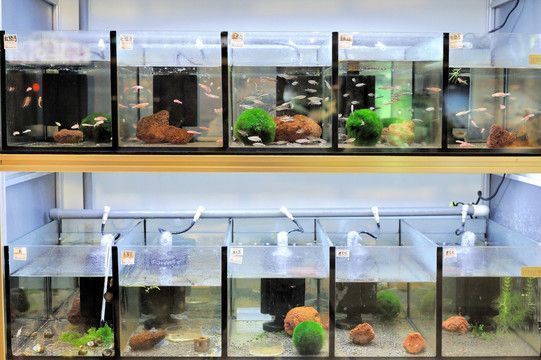 60的魚缸怎么造景好看，60cm魚缸沉木造景圖鑒 60的魚缸怎么造景好看，60cm魚缸沉木造景圖鑒 龍魚百科 第6張