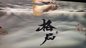 個人轉讓紅龍魚（個人轉讓紅龍魚信息）