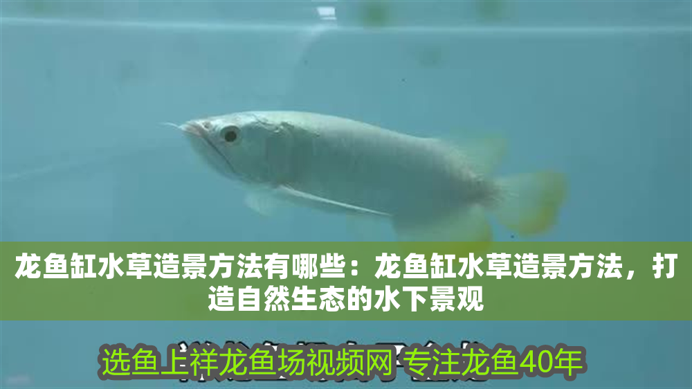 龍魚缸水草造景方法有哪些：龍魚缸水草造景方法，打造自然生態(tài)的水下景觀
