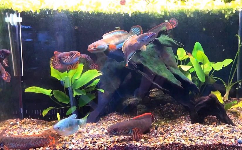 奶茶雷龍魚飼養(yǎng)方法：奶茶雷龍魚是一種受歡迎的觀賞魚