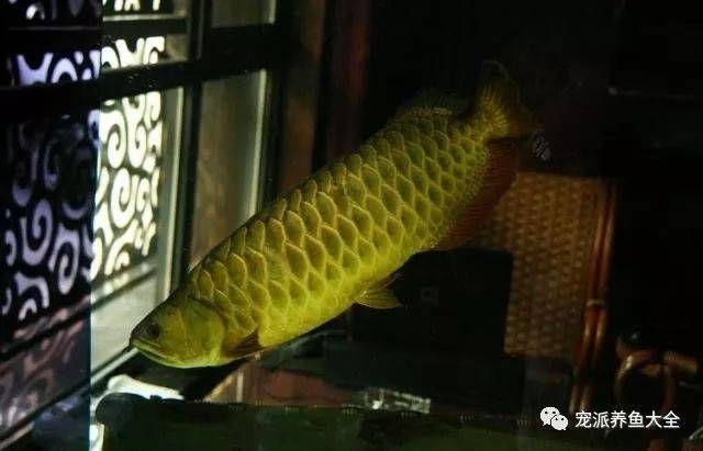 龍魚抽搐的原因分析（龍魚抽搐可能由多種因素引起）