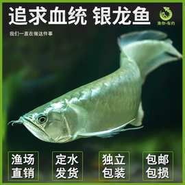 金頭金龍和古典金龍哪個更有升值空間？