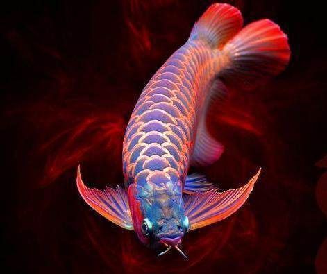 龍魚里什么品種最貴
