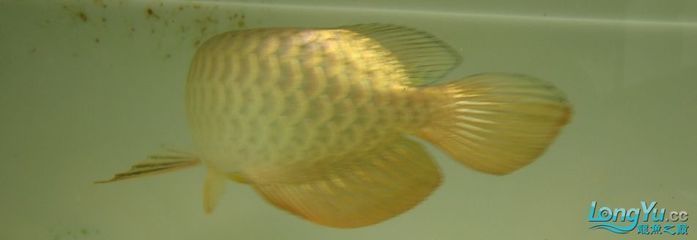 龍魚頭金會增加嗎：龍魚頭金部分的顏色是由先天性遺傳決定的嗎？
