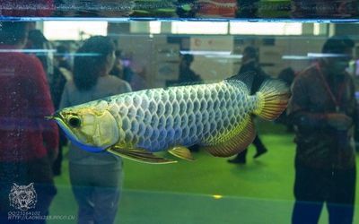 龍魚頭金會增加嗎：龍魚頭金部分的顏色是由先天性遺傳決定的嗎？