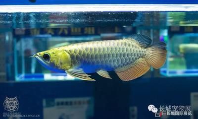 龍魚頭金會增加嗎：龍魚頭金部分的顏色是由先天性遺傳決定的嗎？
