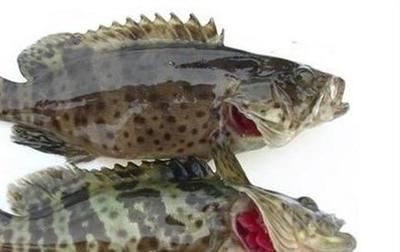 龍魚吃什么活食最好養(yǎng)：龍魚吃什么活食最好養(yǎng)取決于其生長階段和個(gè)體差異