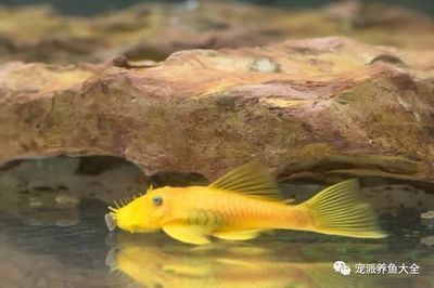 龍魚喂什么魚最好吃：龍魚喂食什么魚最好吃，龍魚的飲食應(yīng)當(dāng)多樣化，龍魚食譜搭配建議