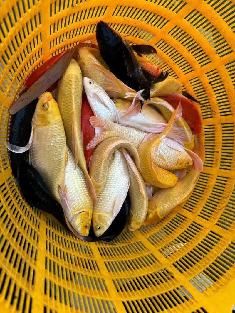 哪里可以購買到龍鳳錦鯉？