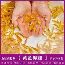 哪里可以購買到龍鳳錦鯉？