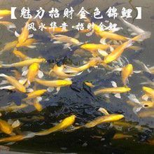 哪里可以購買到龍鳳錦鯉？