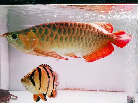 金龍魚和金魚區別在哪：金龍魚和金魚區別在哪，
