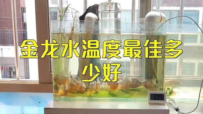 過背金龍飼養(yǎng)水溫控制