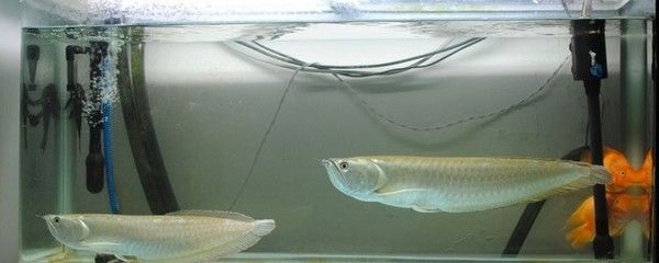 銀龍魚喂食頻率調整方案：銀龍魚的喂食頻率怎么調整