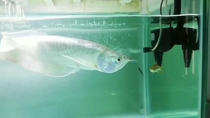 銀龍魚喂食頻率調整方案：銀龍魚的喂食頻率怎么調整