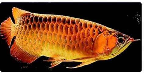 金龍魚掉了一片鱗 能不能長出來：金龍魚掉了一片鱗能不能長出來