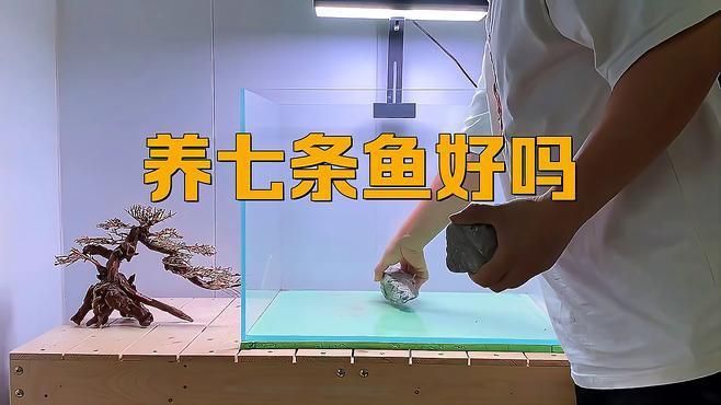 魚缸里養(yǎng)七條魚需要多大的空間