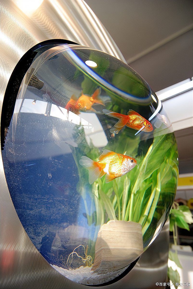 魚缸里養(yǎng)七條魚需要多大的空間