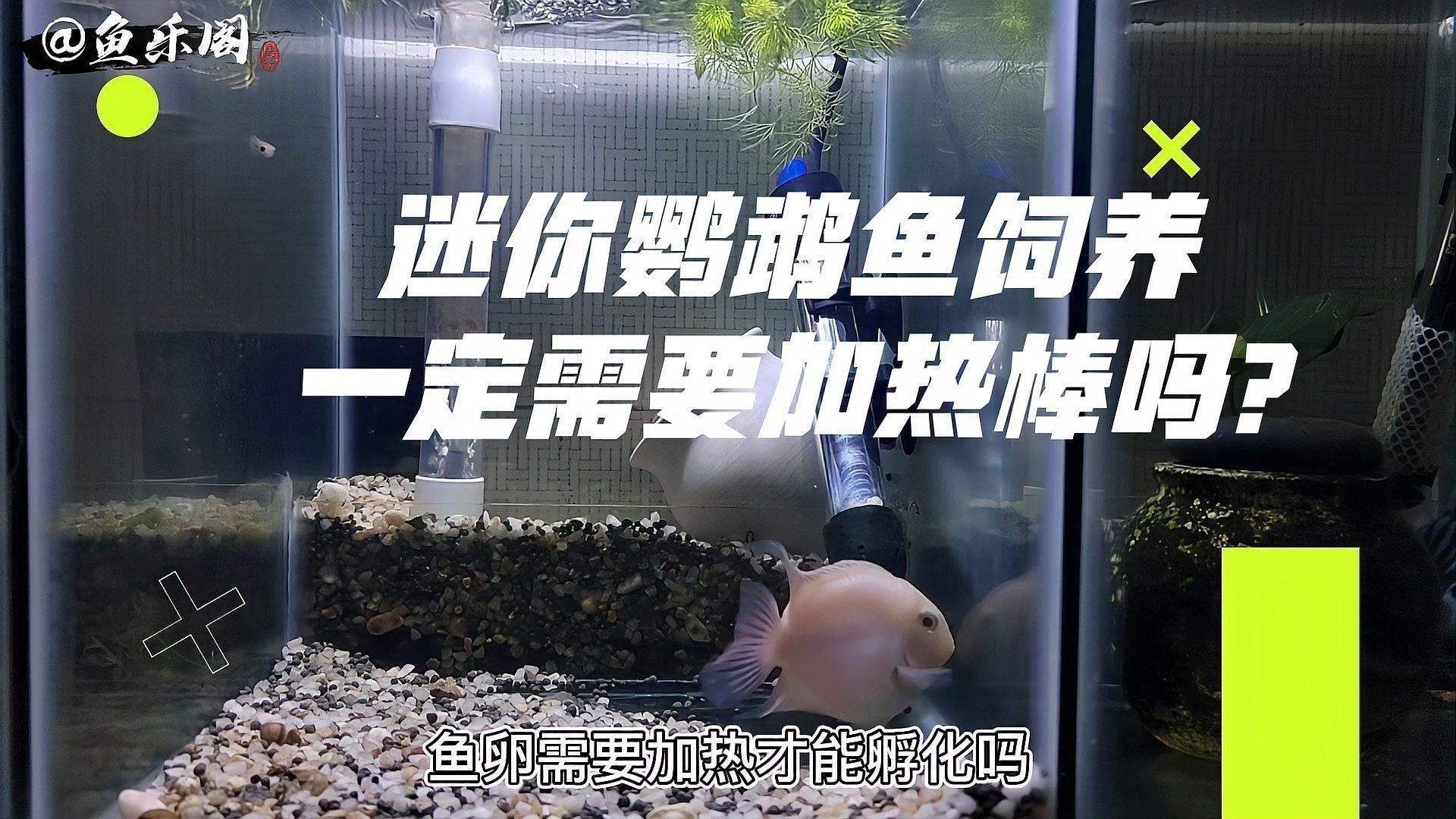迷你鸚鵡魚不用加熱棒行嗎
