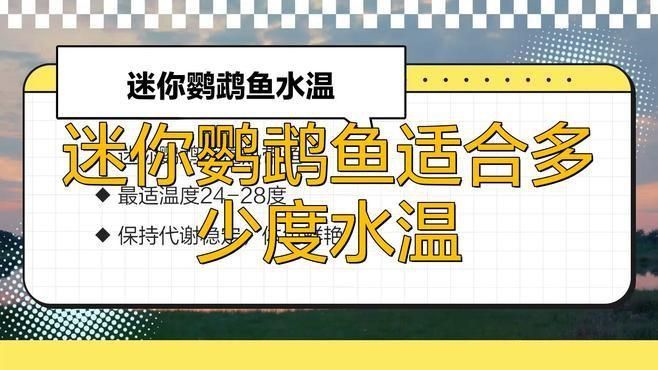 迷你鸚鵡魚不用加熱棒行嗎